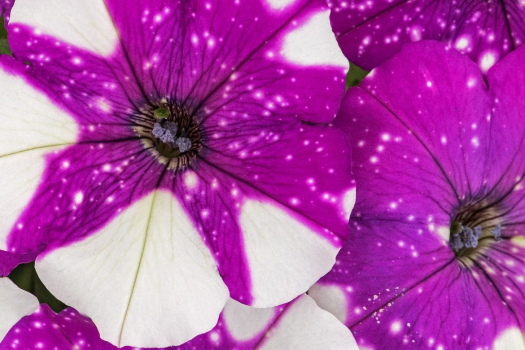 Flowers For Gemini Lovely Gemini Birth Flowers Plantisima