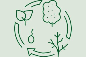 From Seedling to Full Bloom Follow the Intriguing Plant Life Cycle ...