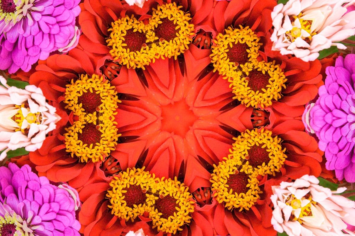 Spiritual Enlightenment In Mandala Flowers Meaning Plantisima