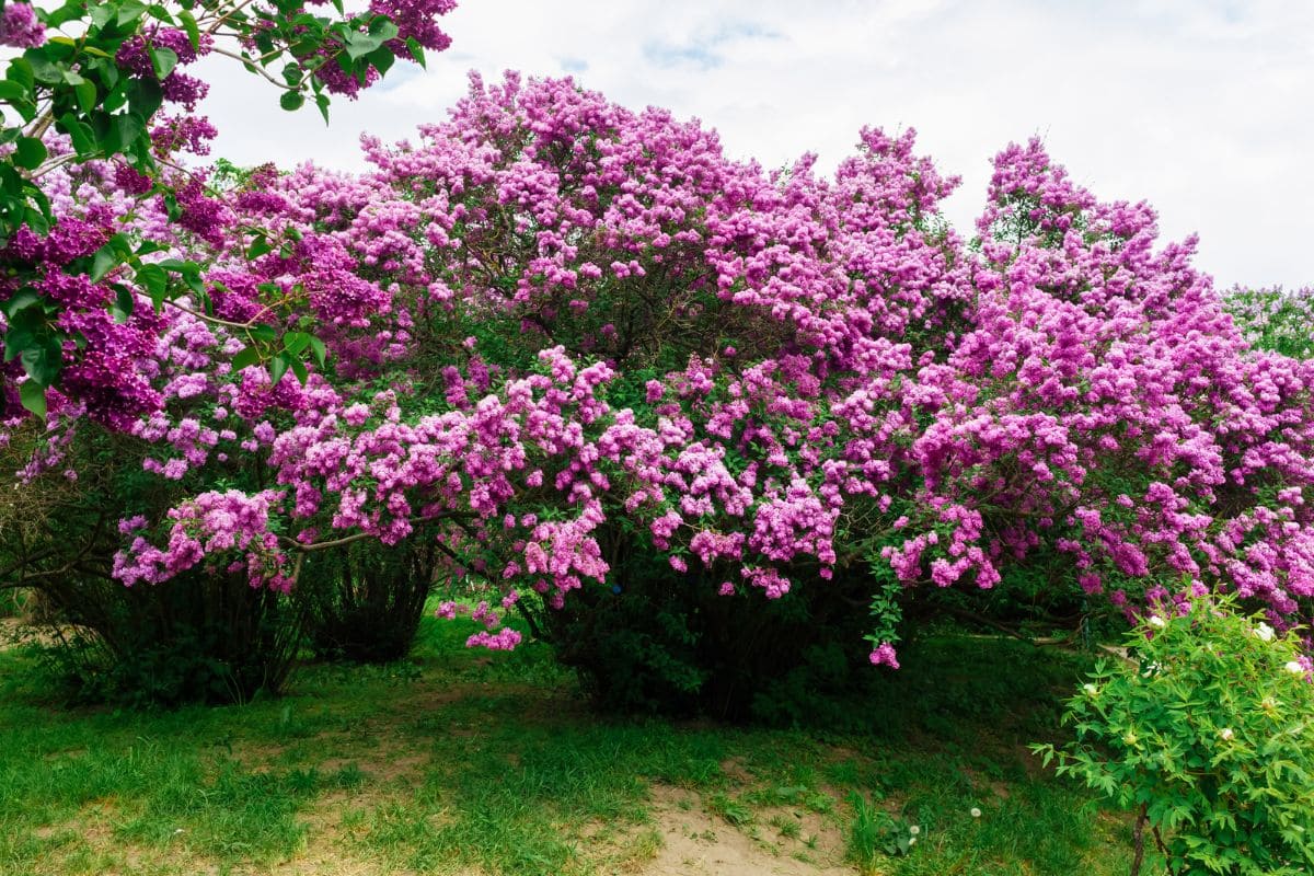 Why Idaho Chose The Syringa As Its State Flower And What Makes It Special