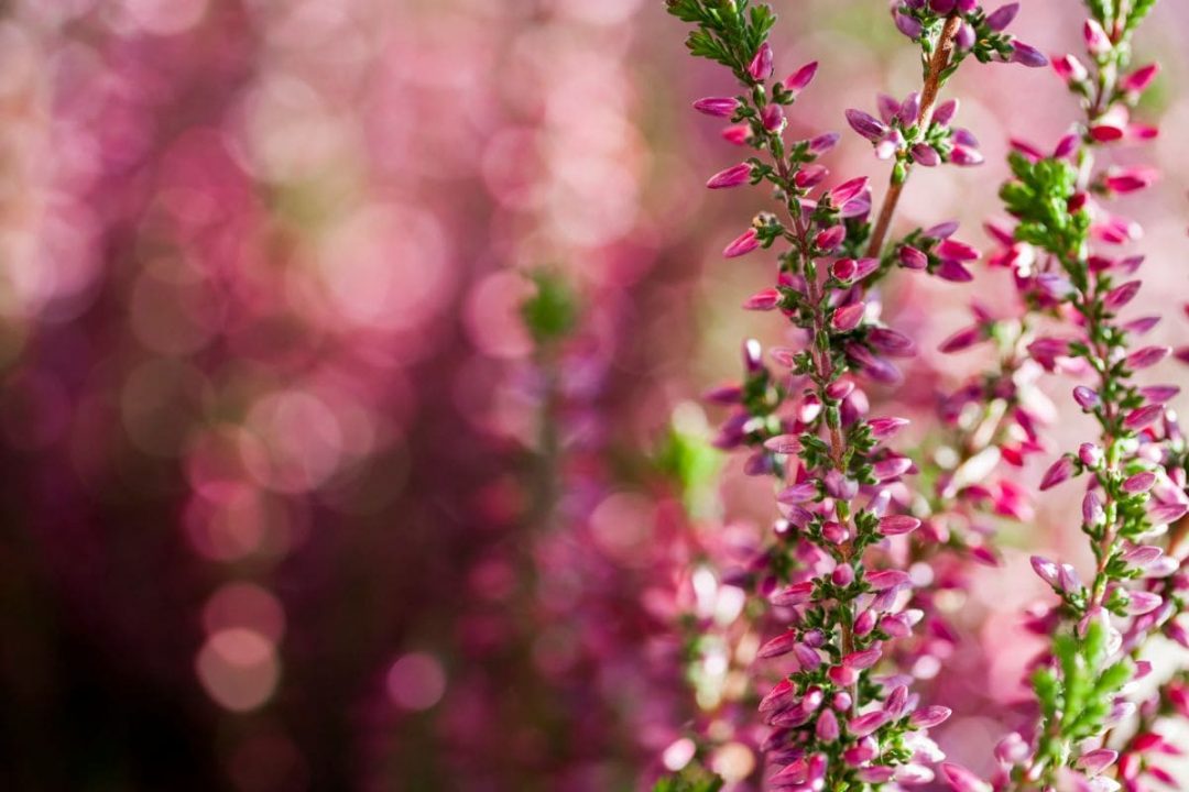 13 Beautiful Perennials That Bloom All Summer Plantisima