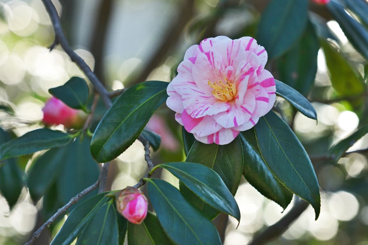 Camellia Japonica: Official Alabama State Flower - Plantisima