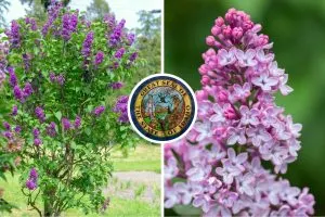 Why Idaho Chose the Syringa as Its State Flower and What Makes It Special