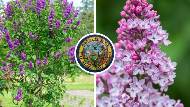 Why Idaho Chose the Syringa as Its State Flower and What Makes It Special