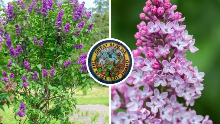 Why Idaho Chose the Syringa as Its State Flower and What Makes It Special