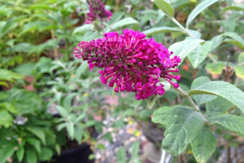 Butterfly Bush Florida Make Your Own Beautiful Butterfly Garden