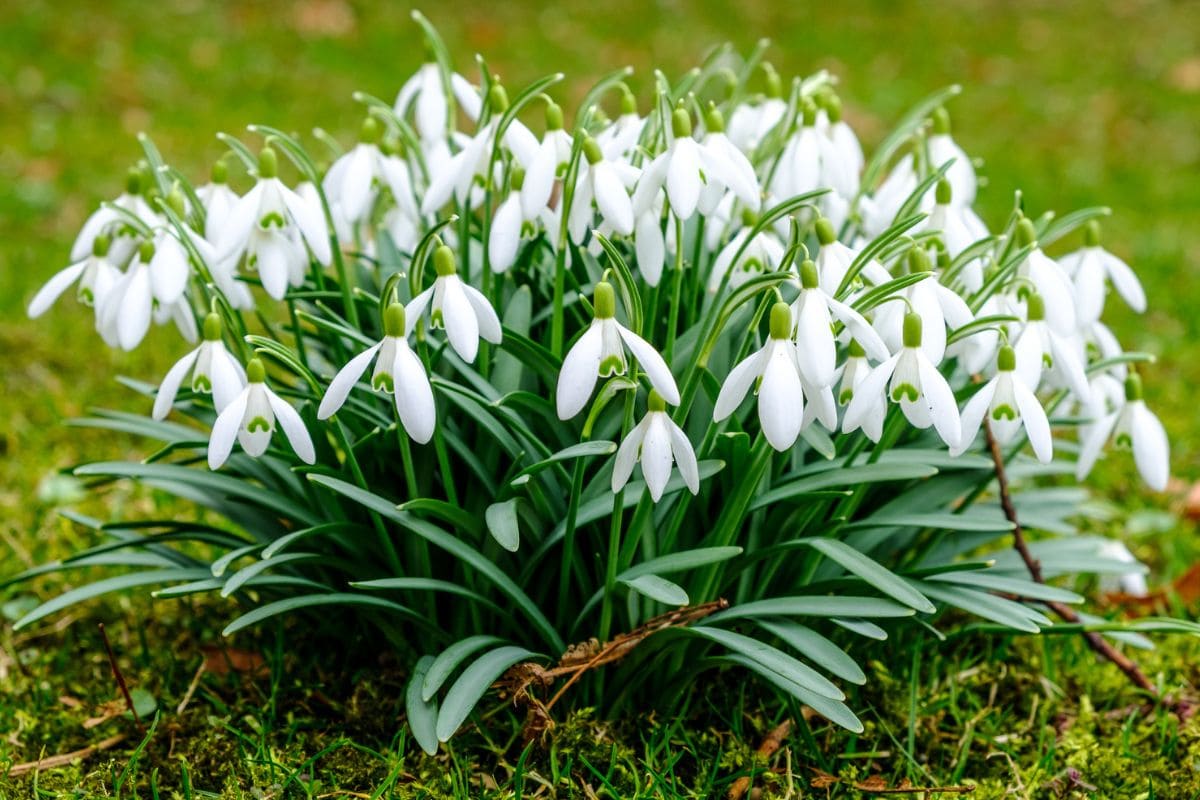 Snowdrop Flower Meaning: Lady Spring Blooms Symbolism - Plantisima