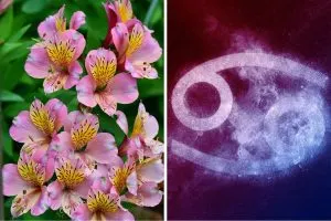 5 Beautiful Birth Flowers For Cancer Zodiac Sign