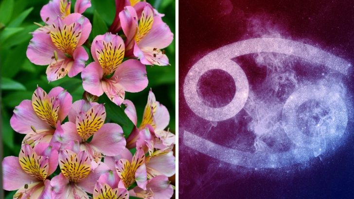 5 Beautiful Birth Flowers For Cancer Zodiac Sign