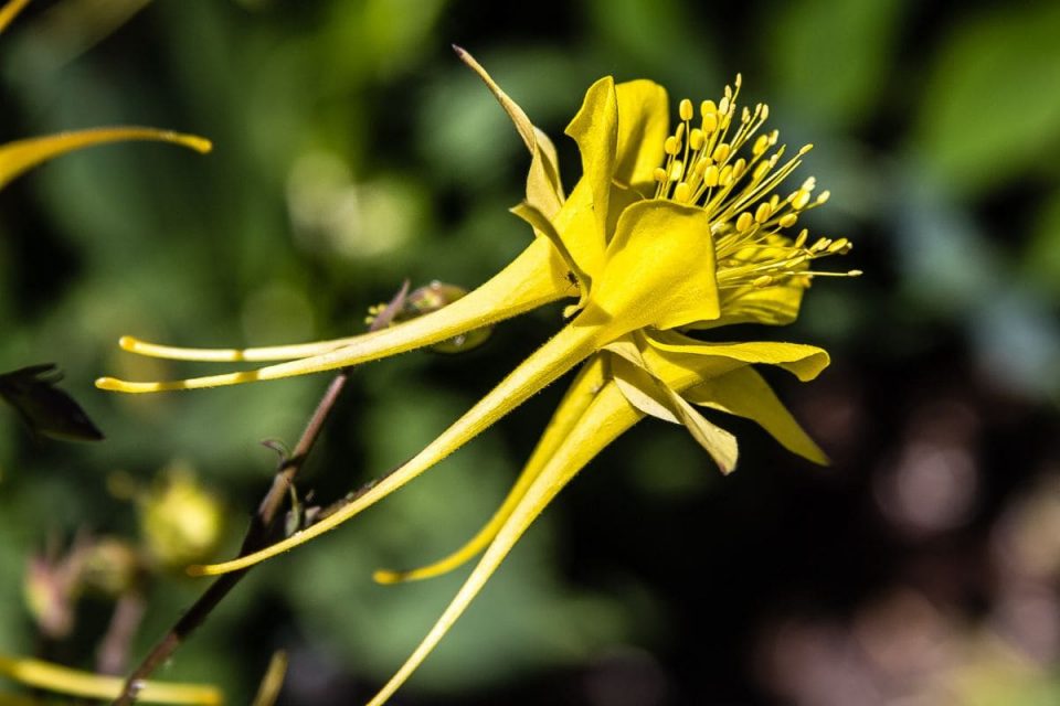 11 Outstanding Low Maintenance Plants For Arizona Gardens Plantisima