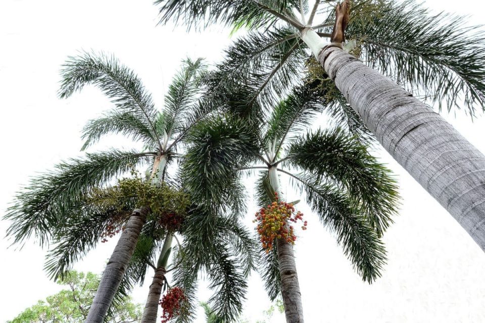 Foxtail Palm Are Foxes Truly Hiding In A Foxtail Palm? Plantisima