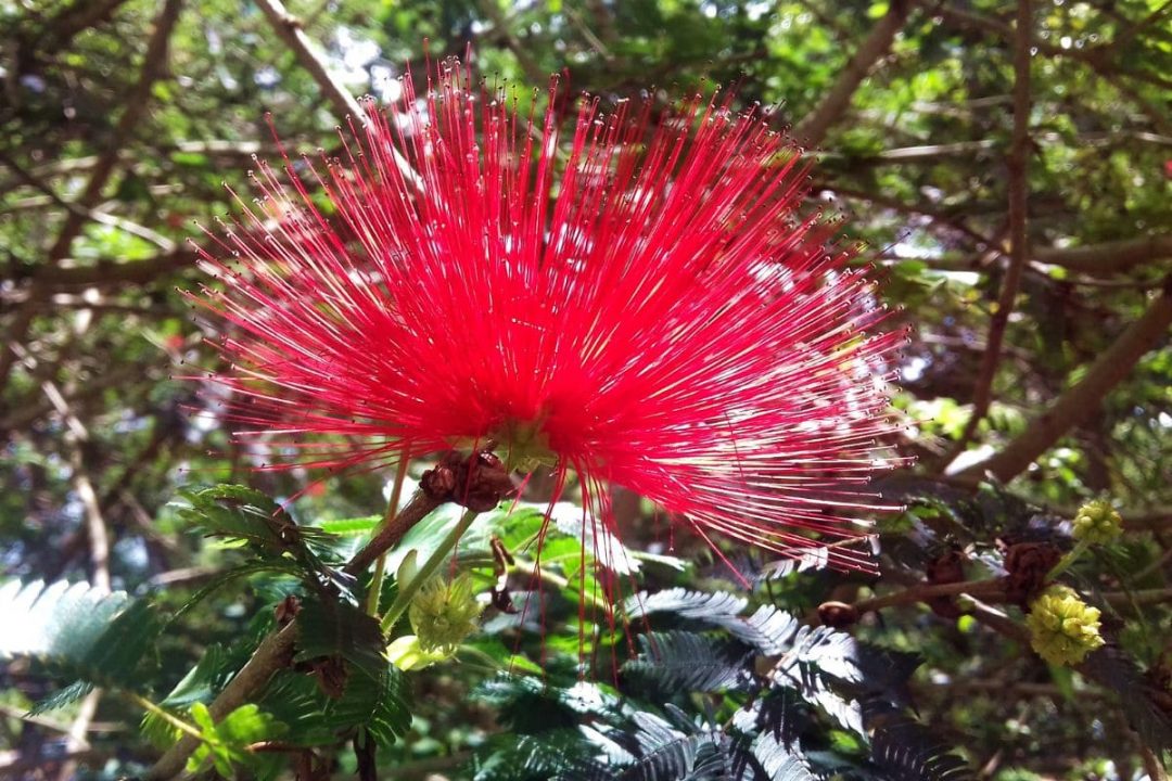 Unique Pink Powder Puff Tree Giving Spirit To Every Garden Plantisima