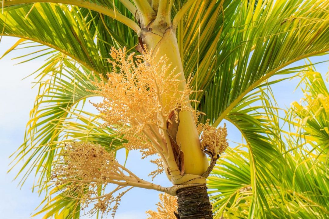 Adonidia Palm: Your Favorite Christmas Palm Tree - Plantisima