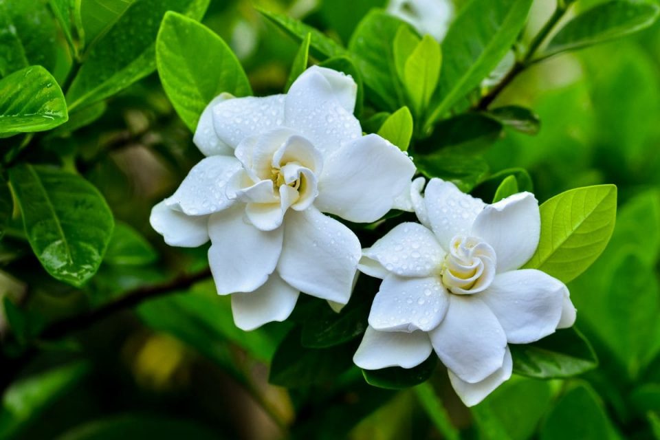 Gardenia Bush Plant The Best Fragrant Shrubs In Your Yard
