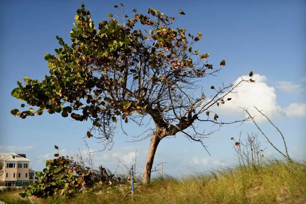 About-Sea-Grape-Bushes-Features-And-Growing-Habits Sea Grape Tree