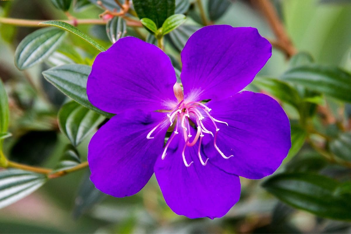 Make Your Yard Happy With Purple Glory Tree Tibouchina