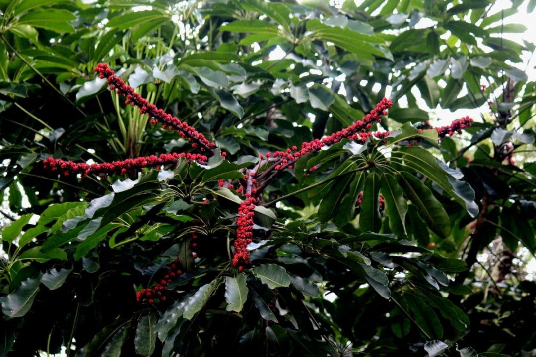 Umbrella Tree Florida The Best Exotic Plant For Your Graden Plantisima