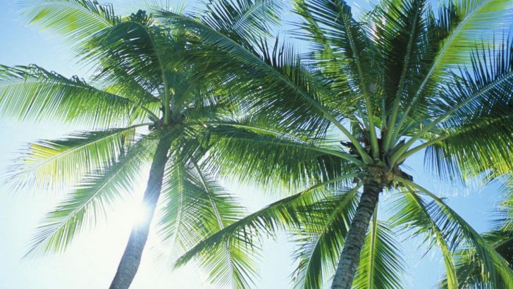 Adonidia Palm: Your Favorite Christmas Palm Tree