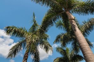 Alexander-Palm_-The-Best-Self-Cleaning-Palms-For-Your-Yard