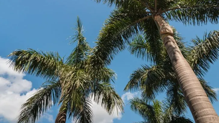 Say Goodbye to Yard Mess with Alexander Palms: The Self-Cleaning Palm You Need!