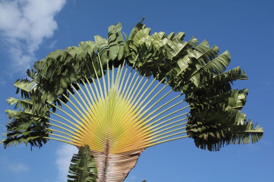 Travelers Palm Care Guide & Thirsty Travelers Story