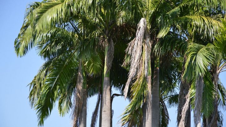 Foxtail Palm – Are Foxes Truly Hiding In A Foxtail Palm?