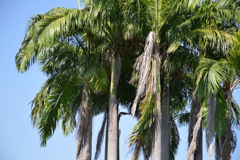 Foxtail Palm – Are Foxes Truly Hiding In A Foxtail Palm?