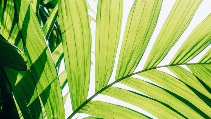 Areca Palm: Choose The Best Golden Cane Palm As Your Hedge Tree
