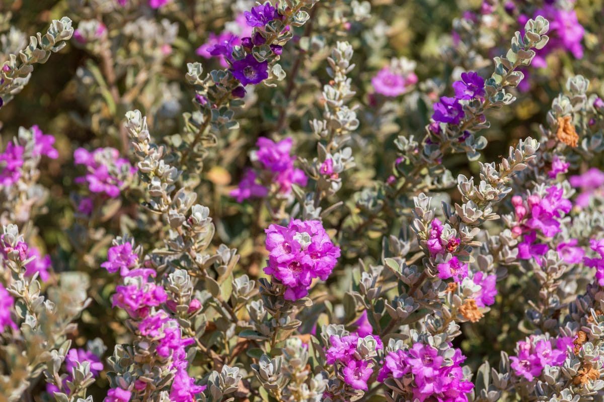 The Texas Sage is a Low-Effort Shrub Suitable for All Yards