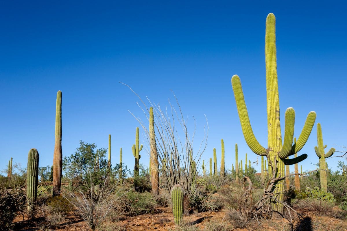 11 Outstanding Low Maintenance Plants For Arizona Gardens Plantisima