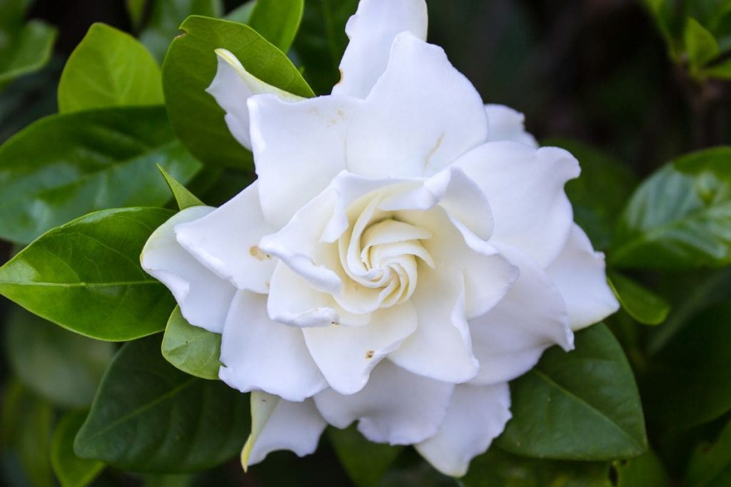 Gardenia Bush: Plant The Best Fragrant Shrubs In Your Yard - Plantisima