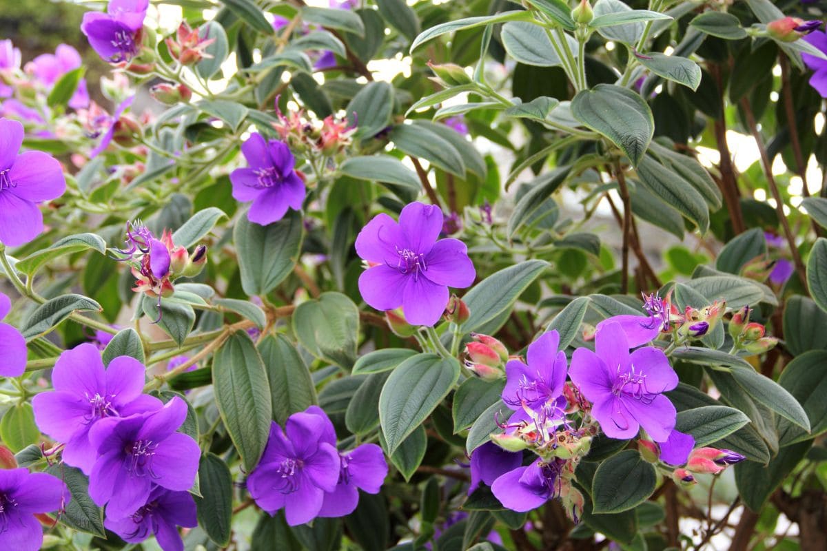 Make Your Yard Happy With Purple Glory Tree Tibouchina - Plantisima