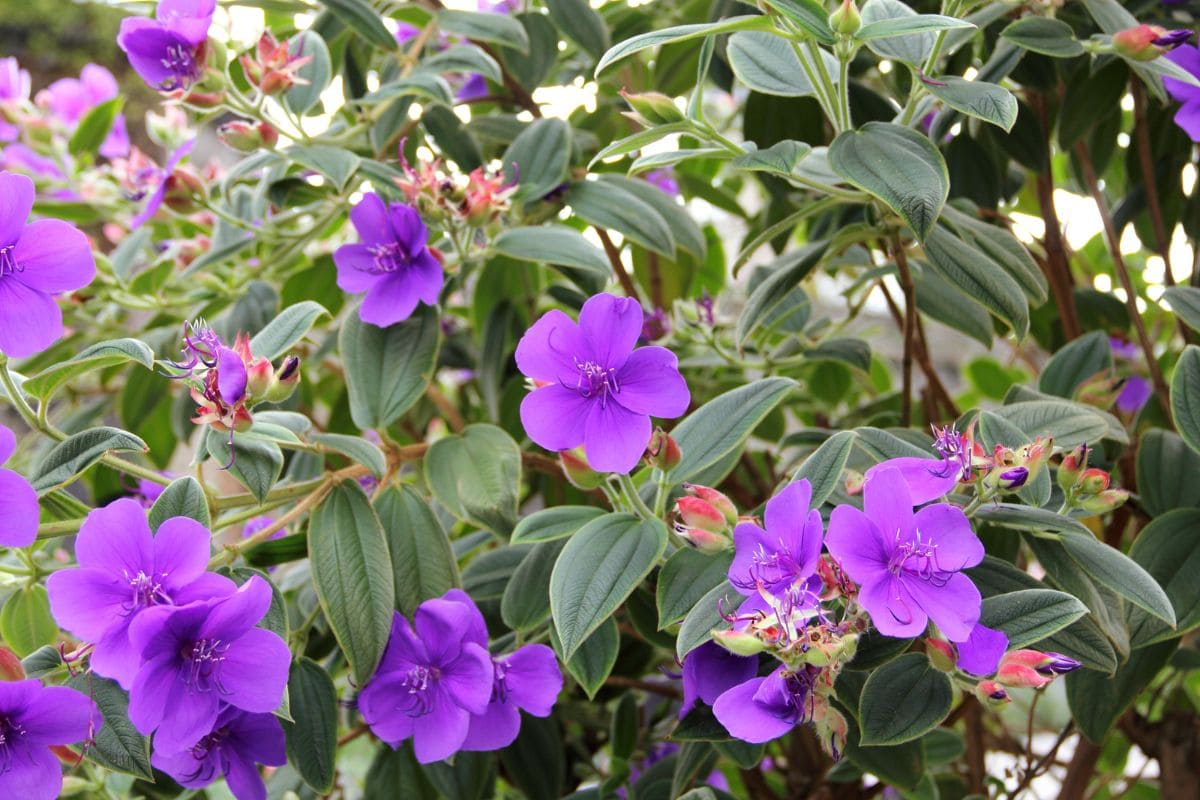 Make Your Yard Happy With Purple Glory Tree Tibouchina