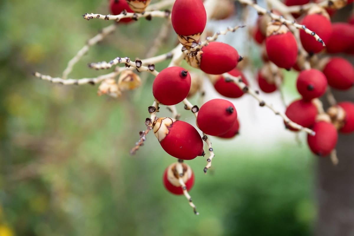 Your New Favorite Christmas Tree the Adonidia Palm