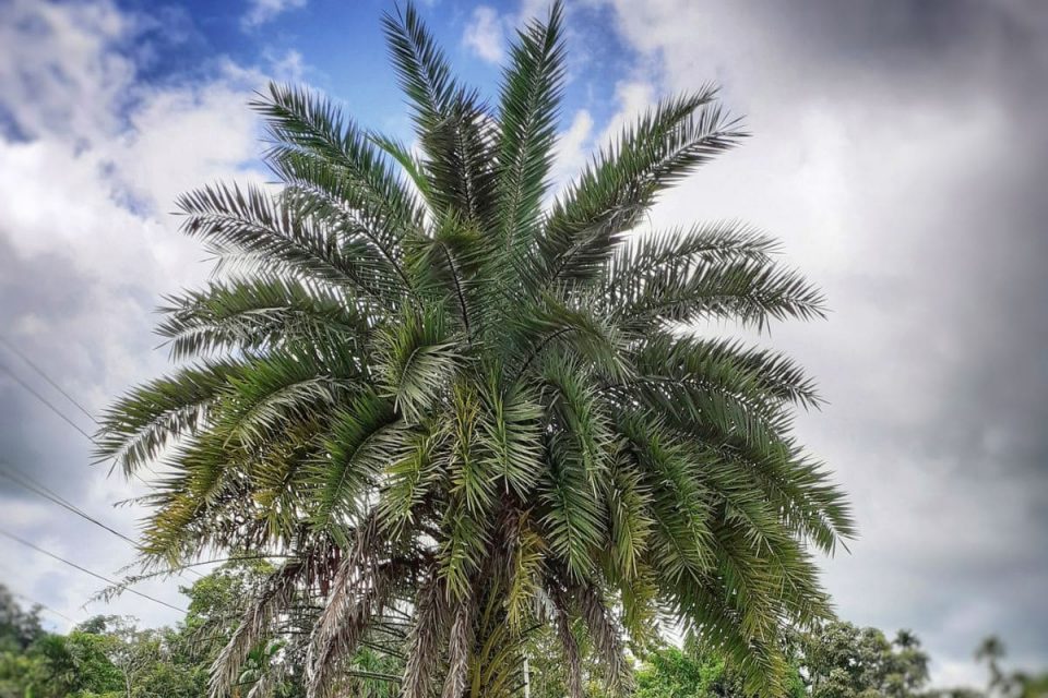 Sylvester Palm Magically FastGrowing Wild Date Palm Plantisima