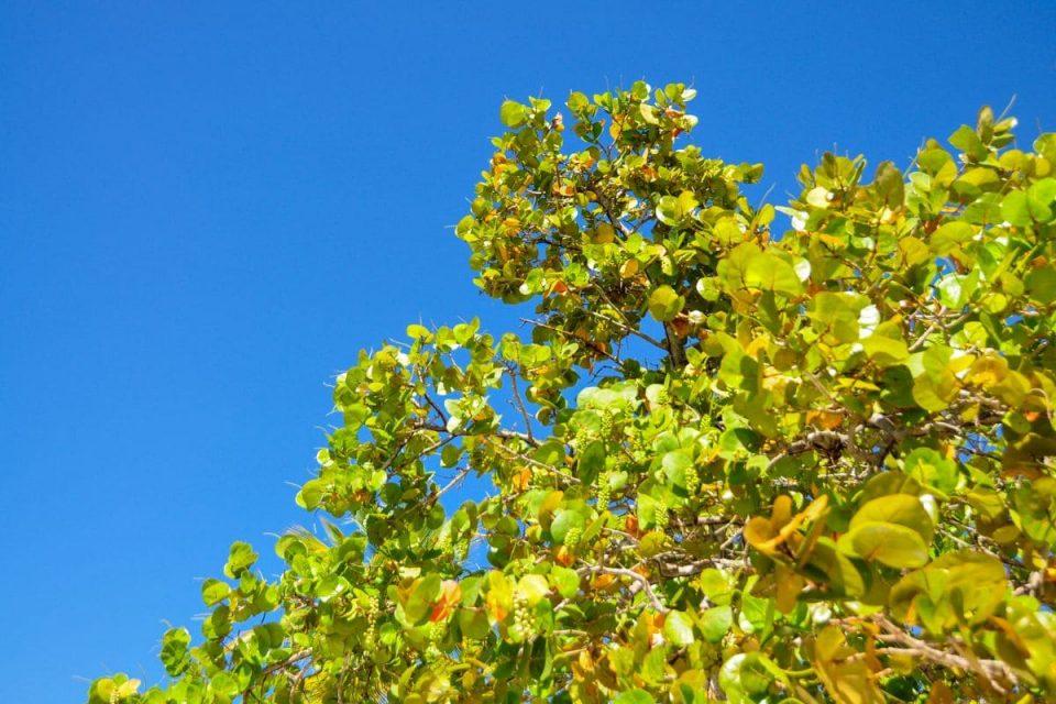 Cheap Sea Grape Tree Ornamental Shrub Care Guide Plantisima