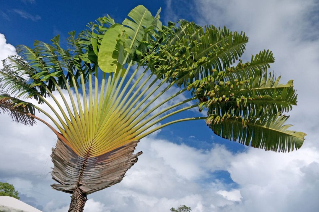 Travelers Palm Care Guide & Thirsty Travelers Story