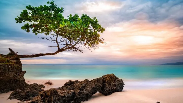 Cheap Sea Grape Tree: Ornamental Shrub Care Guide