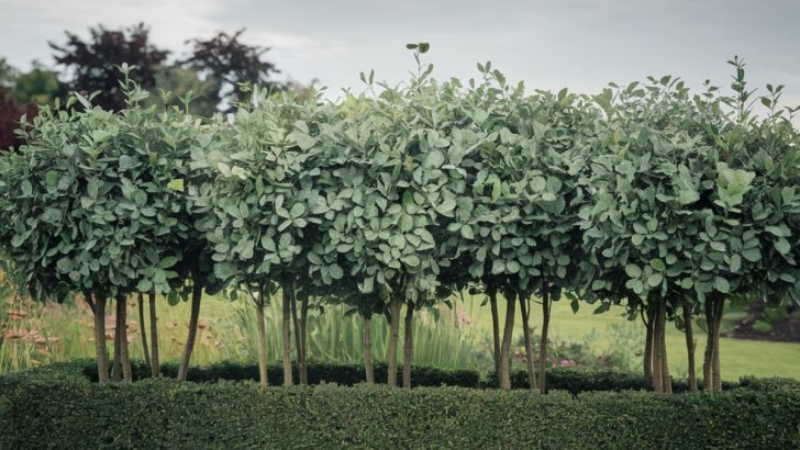 Create a Gorgeous Garden Hedge with Silver Buttonwood Tree