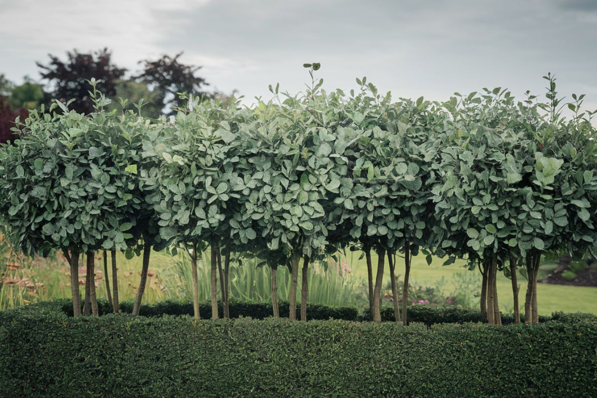 Create a Gorgeous Garden Hedge with Silver Buttonwood Tree