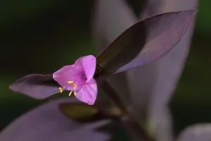 Does A Purple Queen Plant Deserve Its Amazing Crown_