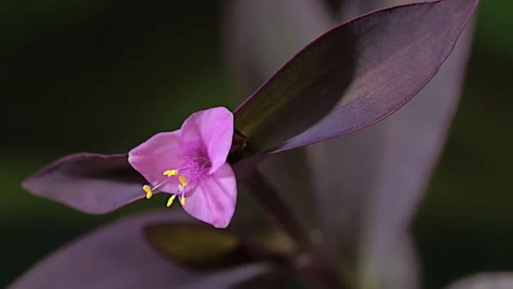 Does A Purple Queen Plant Deserve Its Amazing Crown?