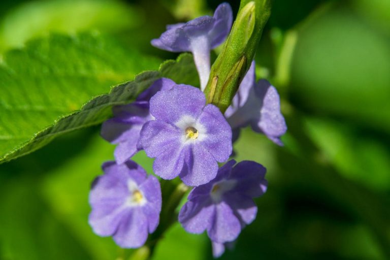 Making Beautiful Gardens With Porterweed Plants