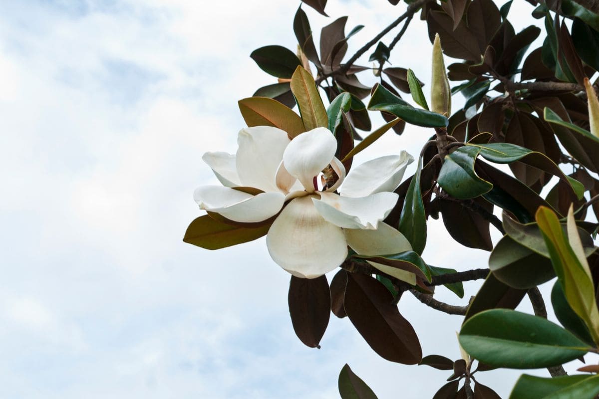 Magnolia Tree Florida The No1 Southern Natural Beauty Plantisima