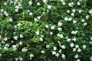 Gardenia Bush_ Plant The Best Fragrant Shrubs In Your Yard