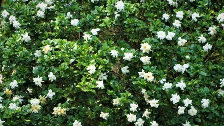 Gardenia Bush: Plant The Best Fragrant Shrubs In Your Yard