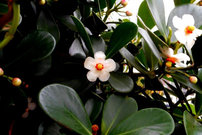 How-To-Take-Care-Of-The-Special-Clusia-Species