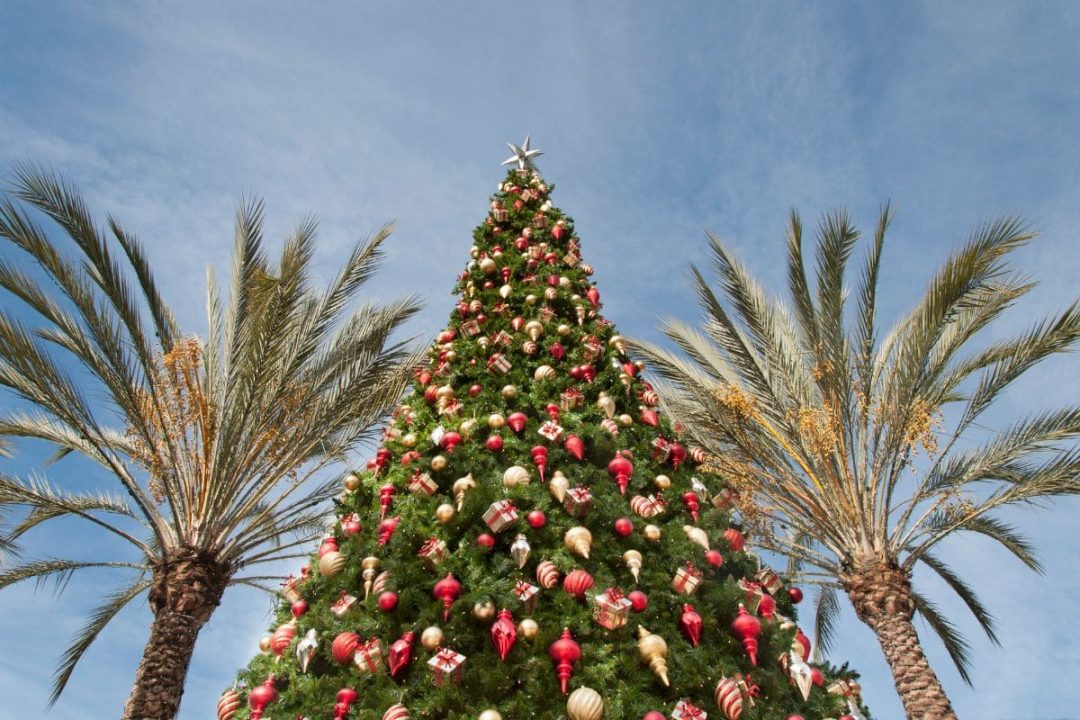 Your New Favorite Christmas Tree the Adonidia Palm