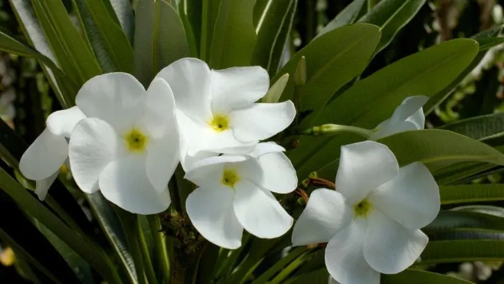 Madagascar Palm: Simple And Effective Care Guide