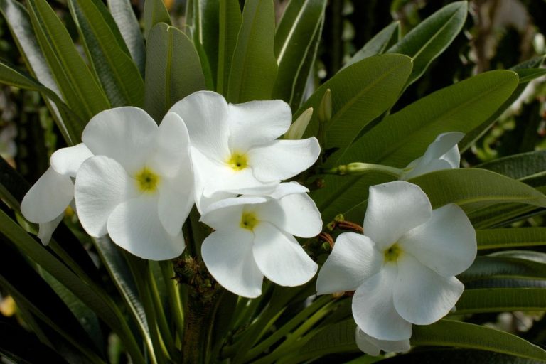Madagascar-Palm_-Simple-And-Effective-Care-Guide
